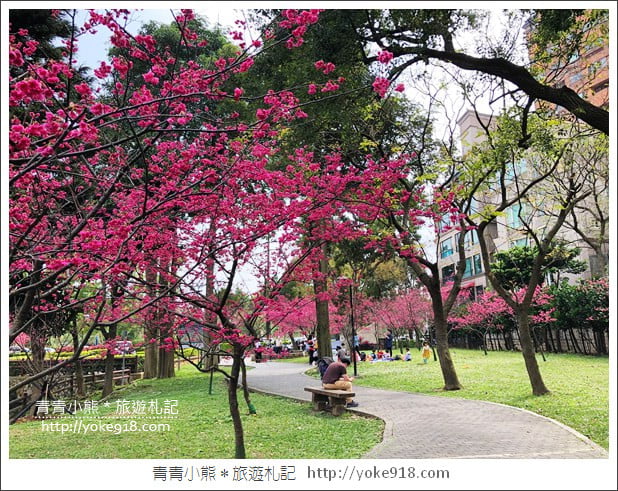 桃園景點》中壢莒光公園．八重櫻~超美櫻花景點來這賞 @青青小熊＊旅遊札記