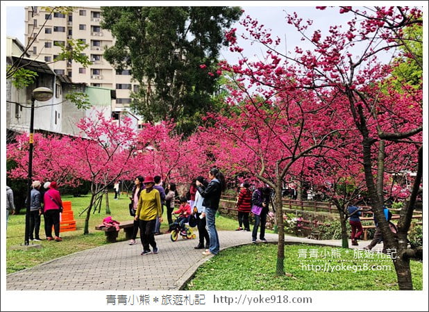 桃園景點》中壢莒光公園.八重櫻~超美櫻花景點來這賞 @青青小熊*旅遊札記 桃園景點》中壢莒光公園.八重櫻~超美櫻花景點來這賞 @青青小熊*旅遊札記