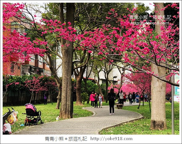 桃園景點》中壢莒光公園.八重櫻~超美櫻花景點來這賞 @青青小熊*旅遊札記 桃園景點》中壢莒光公園.八重櫻~超美櫻花景點來這賞 @青青小熊*旅遊札記