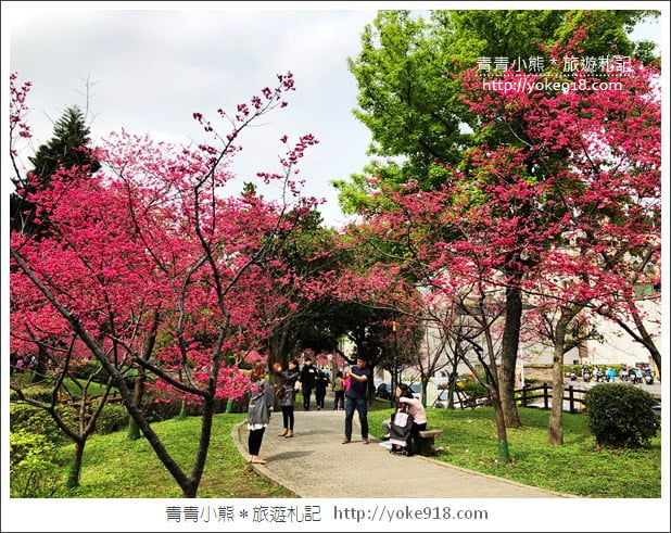 桃園景點》中壢莒光公園．八重櫻~超美櫻花景點來這賞 @青青小熊＊旅遊札記