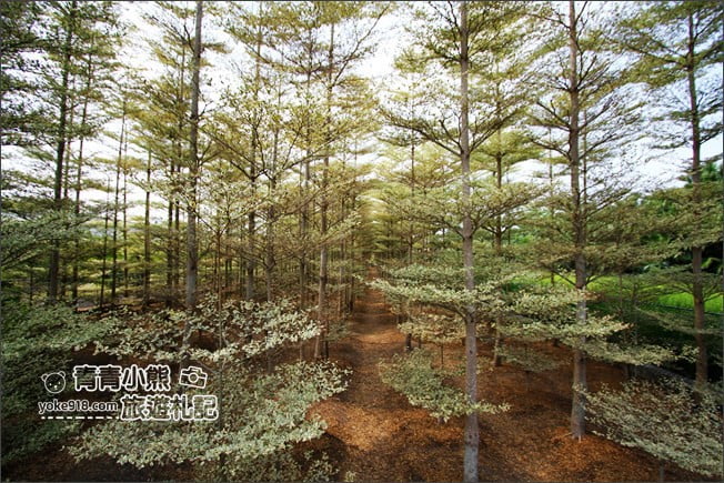 彰化景點》小葉欖仁森林．最夯IG打卡夢幻拍照景點~一起來感受冬季戀歌場景 @青青小熊＊旅遊札記