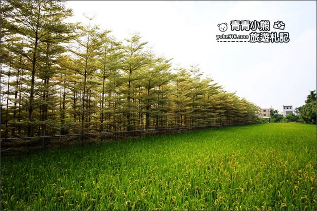 彰化景點》小葉欖仁森林．最夯IG打卡夢幻拍照景點~一起來感受冬季戀歌場景 @青青小熊＊旅遊札記