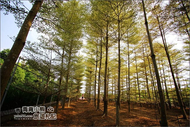 彰化景點》小葉欖仁森林．最夯IG打卡夢幻拍照景點~一起來感受冬季戀歌場景 @青青小熊＊旅遊札記