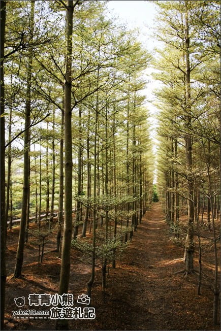 彰化景點》小葉欖仁森林．最夯IG打卡夢幻拍照景點~一起來感受冬季戀歌場景 @青青小熊＊旅遊札記