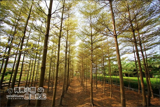 彰化景點》小葉欖仁森林．最夯IG打卡夢幻拍照景點~一起來感受冬季戀歌場景 @青青小熊＊旅遊札記