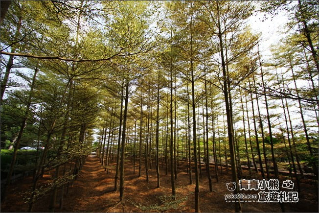 彰化景點》小葉欖仁森林．最夯IG打卡夢幻拍照景點~一起來感受冬季戀歌場景 @青青小熊＊旅遊札記