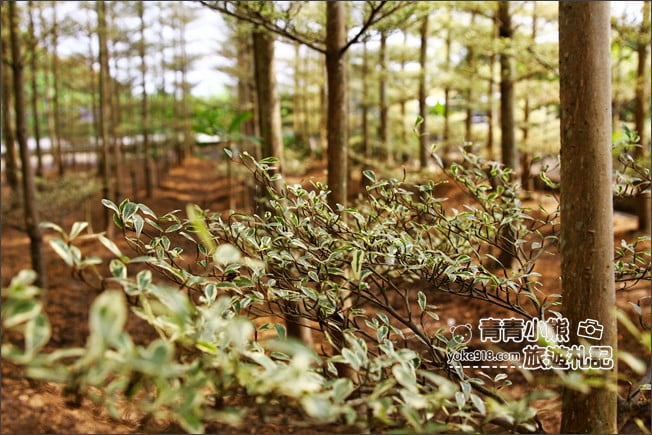 彰化景點》小葉欖仁森林．最夯IG打卡夢幻拍照景點~一起來感受冬季戀歌場景 @青青小熊＊旅遊札記
