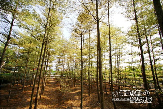 彰化景點》小葉欖仁森林．最夯IG打卡夢幻拍照景點~一起來感受冬季戀歌場景 @青青小熊＊旅遊札記