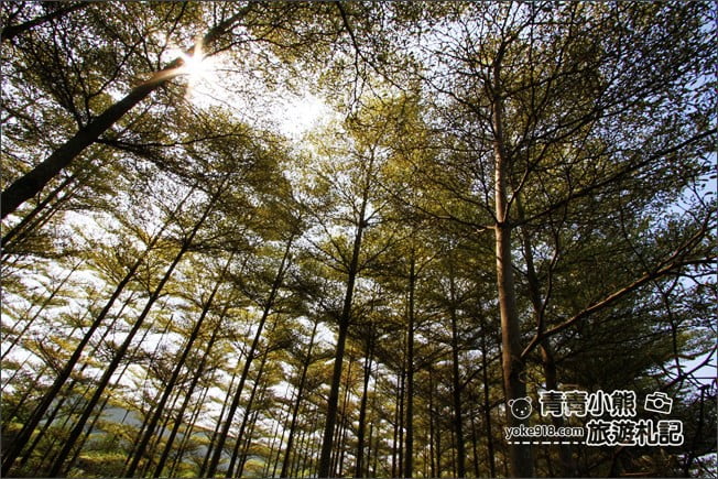 彰化景點》小葉欖仁森林．最夯IG打卡夢幻拍照景點~一起來感受冬季戀歌場景 @青青小熊＊旅遊札記