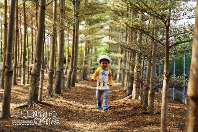 彰化景點》小葉欖仁森林．最夯IG打卡夢幻拍照景點~一起來感受冬季戀歌場景 @青青小熊＊旅遊札記