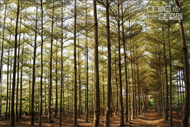 彰化景點》小葉欖仁森林．最夯IG打卡夢幻拍照景點~一起來感受冬季戀歌場景 @青青小熊＊旅遊札記