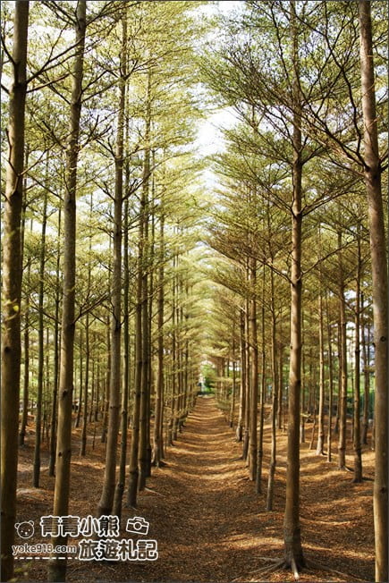 彰化景點》小葉欖仁森林．最夯IG打卡夢幻拍照景點~一起來感受冬季戀歌場景 @青青小熊＊旅遊札記
