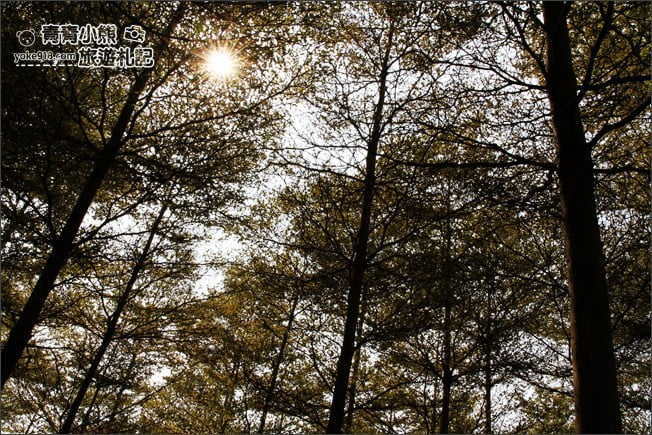 彰化景點》小葉欖仁森林．最夯IG打卡夢幻拍照景點~一起來感受冬季戀歌場景 @青青小熊＊旅遊札記