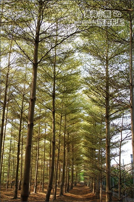 彰化景點》小葉欖仁森林．最夯IG打卡夢幻拍照景點~一起來感受冬季戀歌場景 @青青小熊＊旅遊札記