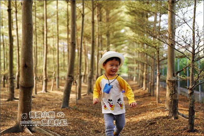 彰化景點》小葉欖仁森林．最夯IG打卡夢幻拍照景點~一起來感受冬季戀歌場景 @青青小熊＊旅遊札記
