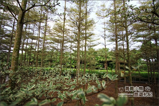 彰化景點》小葉欖仁森林．最夯IG打卡夢幻拍照景點~一起來感受冬季戀歌場景 @青青小熊＊旅遊札記