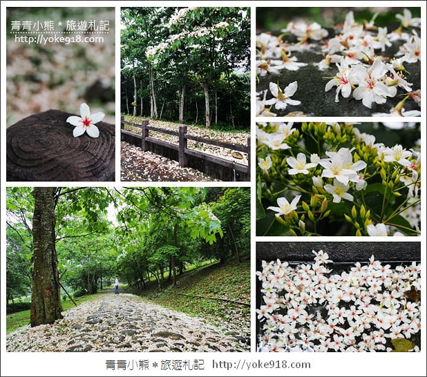 苗栗銅鑼景點》好客公園桐花綻放中.最美的四月雪~浪漫賞桐花去 @青青小熊*旅遊札記 苗栗銅鑼景點》好客公園桐花綻放中.最美的四月雪~浪漫賞桐花去 @青青小熊*旅遊札記