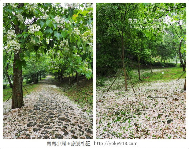 苗栗銅鑼景點》好客公園桐花綻放中.最美的四月雪~浪漫賞桐花去 @青青小熊*旅遊札記 苗栗銅鑼景點》好客公園桐花綻放中.最美的四月雪~浪漫賞桐花去 @青青小熊*旅遊札記