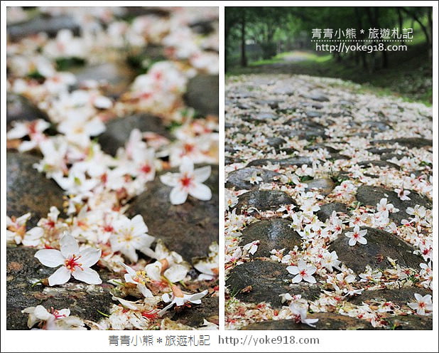 苗栗銅鑼景點》好客公園桐花綻放中.最美的四月雪~浪漫賞桐花去 @青青小熊*旅遊札記 苗栗銅鑼景點》好客公園桐花綻放中.最美的四月雪~浪漫賞桐花去 @青青小熊*旅遊札記