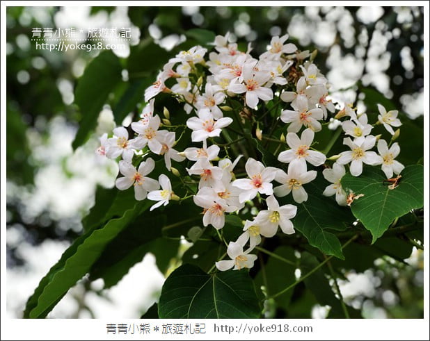 苗栗銅鑼景點》好客公園桐花綻放中.最美的四月雪~浪漫賞桐花去 @青青小熊*旅遊札記 苗栗銅鑼景點》好客公園桐花綻放中.最美的四月雪~浪漫賞桐花去 @青青小熊*旅遊札記