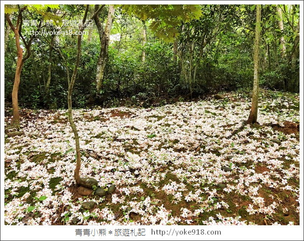 苗栗銅鑼景點》好客公園桐花綻放中.最美的四月雪~浪漫賞桐花去 @青青小熊*旅遊札記 苗栗銅鑼景點》好客公園桐花綻放中.最美的四月雪~浪漫賞桐花去 @青青小熊*旅遊札記