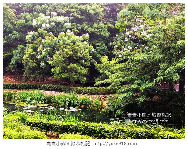苗栗銅鑼景點》好客公園桐花綻放中．最美的四月雪~浪漫賞桐花去 @青青小熊＊旅遊札記