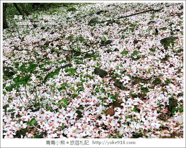 苗栗銅鑼景點》好客公園桐花綻放中.最美的四月雪~浪漫賞桐花去 @青青小熊*旅遊札記 苗栗銅鑼景點》好客公園桐花綻放中.最美的四月雪~浪漫賞桐花去 @青青小熊*旅遊札記