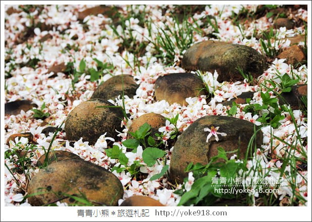 苗栗銅鑼景點》好客公園桐花綻放中．最美的四月雪~浪漫賞桐花去 @青青小熊＊旅遊札記