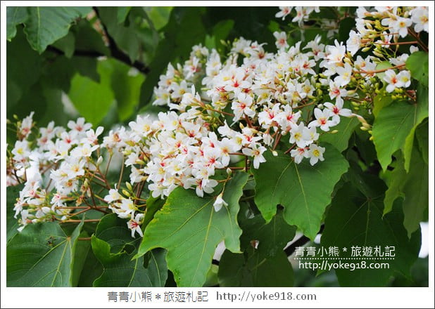 苗栗銅鑼景點》好客公園桐花綻放中.最美的四月雪~浪漫賞桐花去 @青青小熊*旅遊札記 苗栗銅鑼景點》好客公園桐花綻放中.最美的四月雪~浪漫賞桐花去 @青青小熊*旅遊札記