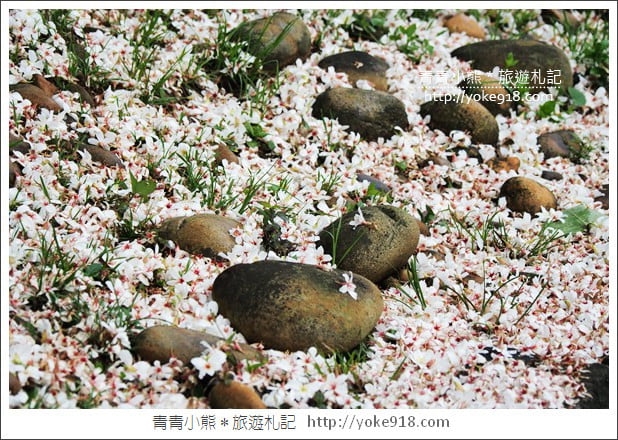 苗栗銅鑼景點》好客公園桐花綻放中．最美的四月雪~浪漫賞桐花去 @青青小熊＊旅遊札記
