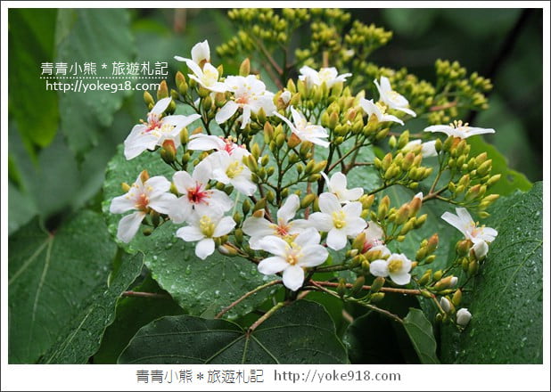 苗栗銅鑼景點》好客公園桐花綻放中.最美的四月雪~浪漫賞桐花去 @青青小熊*旅遊札記 苗栗銅鑼景點》好客公園桐花綻放中.最美的四月雪~浪漫賞桐花去 @青青小熊*旅遊札記