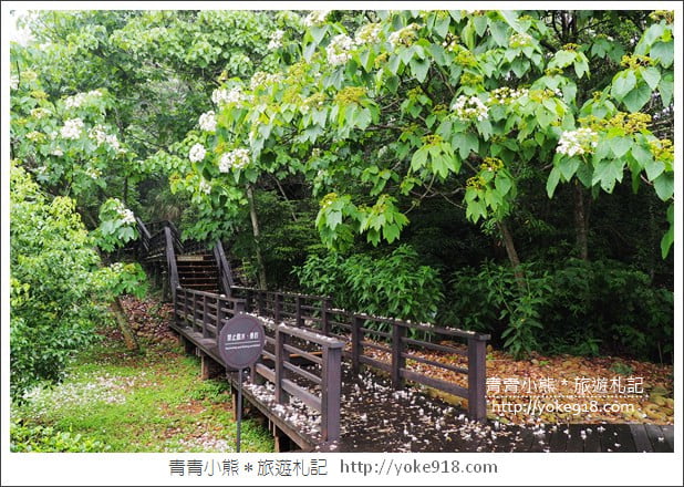 苗栗銅鑼景點》好客公園桐花綻放中.最美的四月雪~浪漫賞桐花去 @青青小熊*旅遊札記 苗栗銅鑼景點》好客公園桐花綻放中.最美的四月雪~浪漫賞桐花去 @青青小熊*旅遊札記