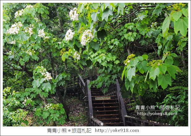 苗栗銅鑼景點》好客公園桐花綻放中.最美的四月雪~浪漫賞桐花去 @青青小熊*旅遊札記 苗栗銅鑼景點》好客公園桐花綻放中.最美的四月雪~浪漫賞桐花去 @青青小熊*旅遊札記