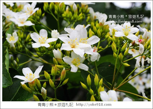 苗栗銅鑼景點》好客公園桐花綻放中.最美的四月雪~浪漫賞桐花去 @青青小熊*旅遊札記 苗栗銅鑼景點》好客公園桐花綻放中.最美的四月雪~浪漫賞桐花去 @青青小熊*旅遊札記