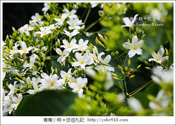 苗栗銅鑼景點》好客公園桐花綻放中.最美的四月雪~浪漫賞桐花去 @青青小熊*旅遊札記 苗栗銅鑼景點》好客公園桐花綻放中.最美的四月雪~浪漫賞桐花去 @青青小熊*旅遊札記