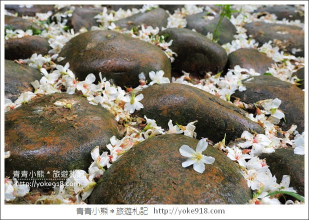 苗栗銅鑼景點》好客公園桐花綻放中.最美的四月雪~浪漫賞桐花去 @青青小熊*旅遊札記 苗栗銅鑼景點》好客公園桐花綻放中.最美的四月雪~浪漫賞桐花去 @青青小熊*旅遊札記