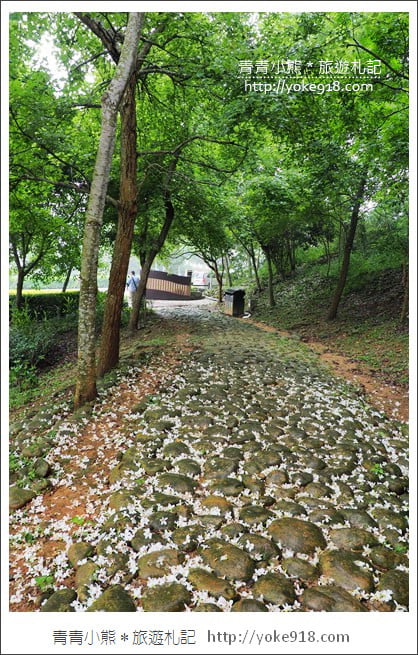 苗栗銅鑼景點》好客公園桐花綻放中．最美的四月雪~浪漫賞桐花去 @青青小熊＊旅遊札記