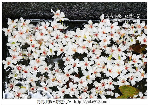 苗栗銅鑼景點》好客公園桐花綻放中．最美的四月雪~浪漫賞桐花去 @青青小熊＊旅遊札記