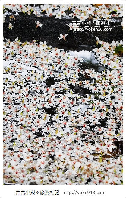 苗栗銅鑼景點》好客公園桐花綻放中.最美的四月雪~浪漫賞桐花去 @青青小熊*旅遊札記 苗栗銅鑼景點》好客公園桐花綻放中.最美的四月雪~浪漫賞桐花去 @青青小熊*旅遊札記