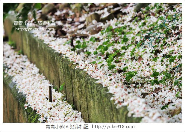 苗栗銅鑼景點》好客公園桐花綻放中.最美的四月雪~浪漫賞桐花去 @青青小熊*旅遊札記 苗栗銅鑼景點》好客公園桐花綻放中.最美的四月雪~浪漫賞桐花去 @青青小熊*旅遊札記