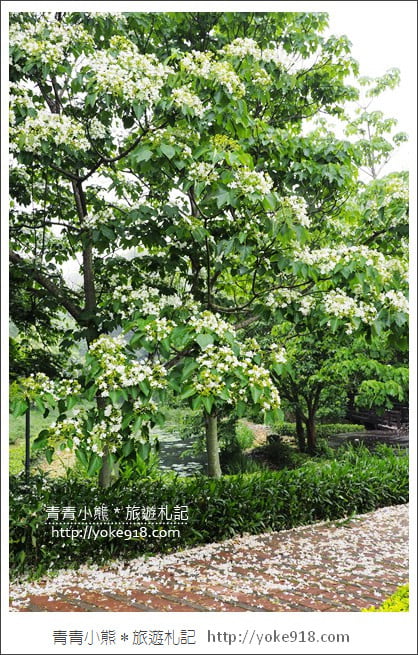 苗栗銅鑼景點》好客公園桐花綻放中．最美的四月雪~浪漫賞桐花去 @青青小熊＊旅遊札記