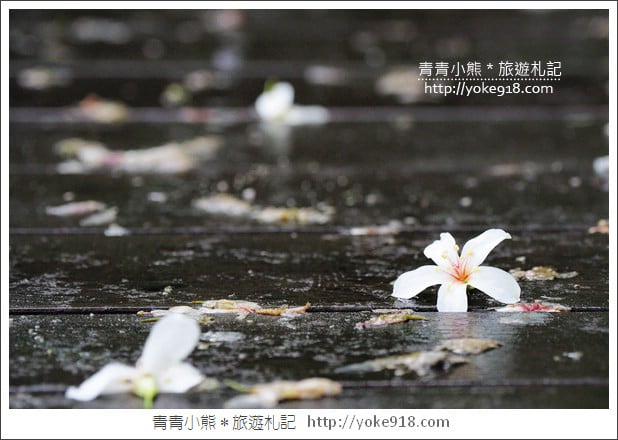 苗栗銅鑼景點》好客公園桐花綻放中.最美的四月雪~浪漫賞桐花去 @青青小熊*旅遊札記 苗栗銅鑼景點》好客公園桐花綻放中.最美的四月雪~浪漫賞桐花去 @青青小熊*旅遊札記