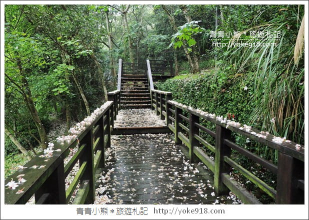 苗栗銅鑼景點》好客公園桐花綻放中．最美的四月雪~浪漫賞桐花去 @青青小熊＊旅遊札記
