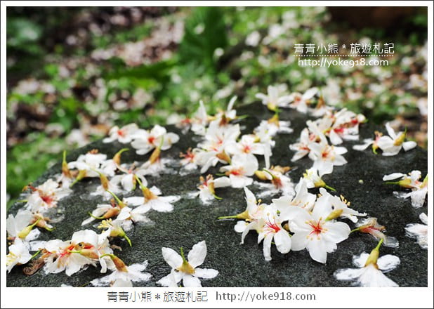 苗栗銅鑼景點》好客公園桐花綻放中.最美的四月雪~浪漫賞桐花去 @青青小熊*旅遊札記 苗栗銅鑼景點》好客公園桐花綻放中.最美的四月雪~浪漫賞桐花去 @青青小熊*旅遊札記