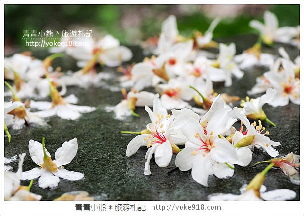 苗栗銅鑼景點》好客公園桐花綻放中.最美的四月雪~浪漫賞桐花去 @青青小熊*旅遊札記 苗栗銅鑼景點》好客公園桐花綻放中.最美的四月雪~浪漫賞桐花去 @青青小熊*旅遊札記