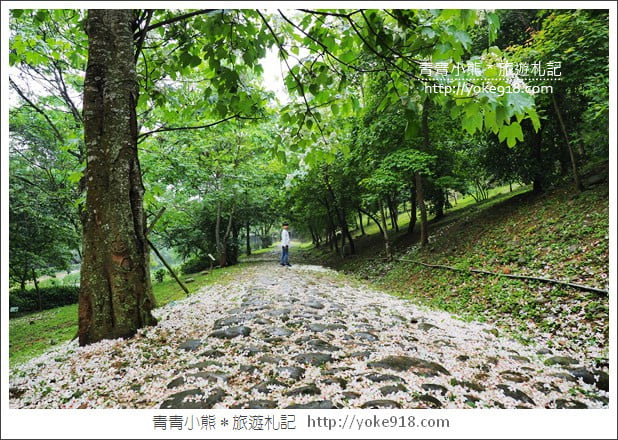 苗栗銅鑼景點》好客公園桐花綻放中．最美的四月雪~浪漫賞桐花去 @青青小熊＊旅遊札記
