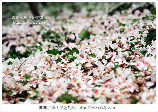 苗栗銅鑼景點》好客公園桐花綻放中.最美的四月雪~浪漫賞桐花去 @青青小熊*旅遊札記 苗栗銅鑼景點》好客公園桐花綻放中.最美的四月雪~浪漫賞桐花去 @青青小熊*旅遊札記