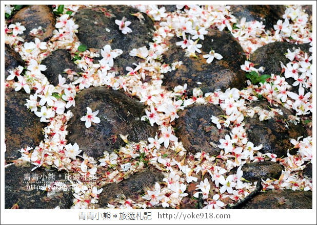 苗栗銅鑼景點》好客公園桐花綻放中.最美的四月雪~浪漫賞桐花去 @青青小熊*旅遊札記 苗栗銅鑼景點》好客公園桐花綻放中.最美的四月雪~浪漫賞桐花去 @青青小熊*旅遊札記
