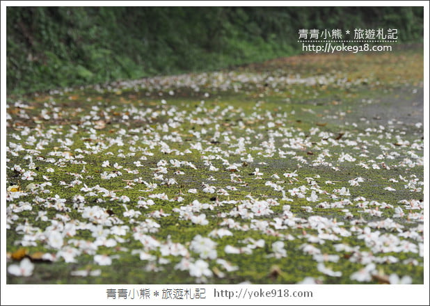 苗栗賞桐景點》客家桐花祭.必玩景點推薦~雪白一片超迷人 @青青小熊*旅遊札記 苗栗賞桐景點》客家桐花祭.必玩景點推薦~雪白一片超迷人 @青青小熊*旅遊札記