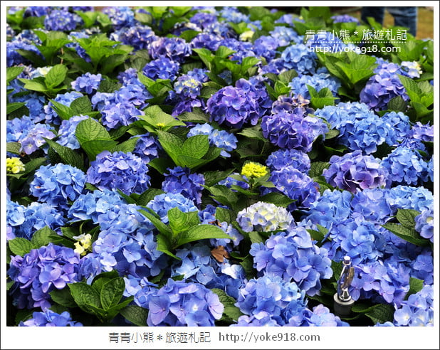 苗栗賞桐景點》客家桐花祭．必玩景點推薦~雪白一片超迷人 @青青小熊＊旅遊札記